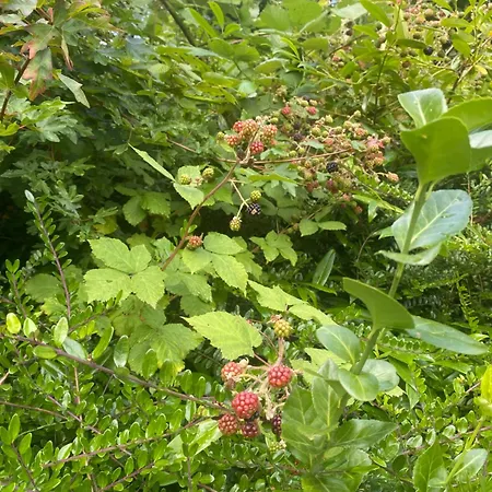 Bed & Breakfast Het Bewustzijn